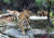 2021년 6월 경기도 용인 에버랜드에서 태어난 백두산호랑이 오둥이. 생후 100일 무렵인 9월 30일 공개됐다. 오둥이의 이름은 '아름'·'다운'·'우리'·'나라'·'강산'이다. 연합뉴스