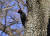 광릉숲에서 포착된 수컷 까막딱따구리. 국립수목원
