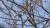 광릉숲에서 포착된 짝짓기 연습을 하는 까막딱따구리 한쌍. 국립수목원