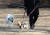 10일 서울 송파구 올림픽공원에서 한 시민이 리드줄을 착용한 반려견과 산책을 하고 있다. 뉴스1