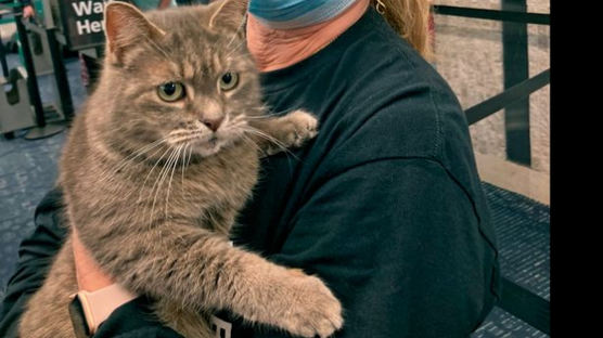 집나간 미국 고양이 2400㎞ 이동 ‘미스터리’…7년 만에 남단서 발견