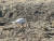지난 10일 오후 2시쯤 경기도 파주시 적성면 마지리 농경지에서 발견된 흰색 큰기러기. 한국조류보호협회