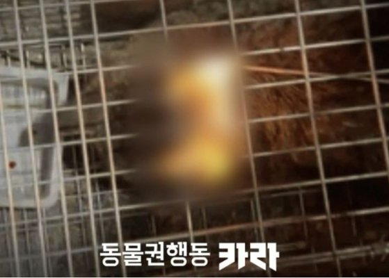 [동물권 단체 ‘카라’ 페이스북 캡처]