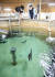 제주도해양수산연구원 직원들이 지난 1월 수조안에서 키워지고 있는 다금바리를 관리하고 있다. 프리랜서 장정필