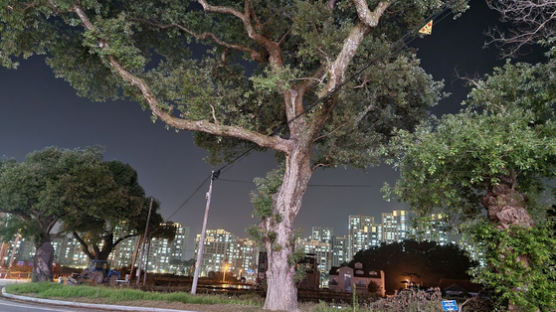 전쟁 때면 울던 600살 은행나무 2그루…세종신도시 첫 천연기념물 된다