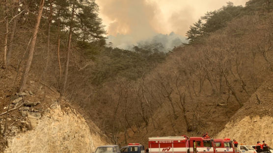 국보1호 숭례문에도 쓰인 금강송 군락지 한때 산불 뚫려…아찔했던 순간