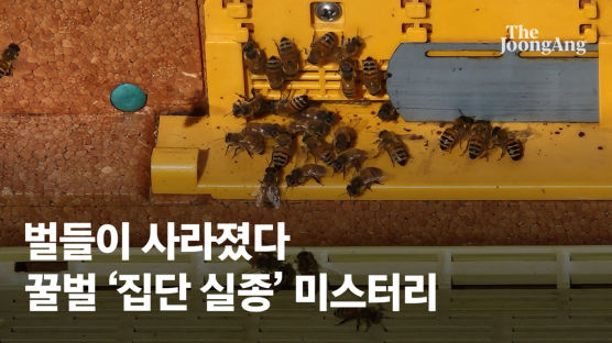 남해안에서 중부지역으로…꿀벌 ‘집단 실종’ 북상중