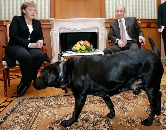 개를 무서워하는 메르켈 당시 총리와의 정상회담에 자신의 반려견을 데리고 온 푸틴. 메르켈의 얼굴 표정이 굳어있습니다. AFP=연합뉴스