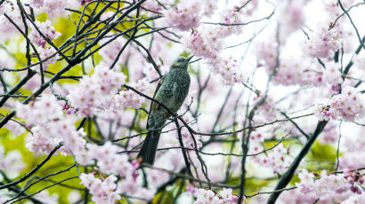 [포토타임] 봄의 도착을 알리는 부산 배화학교 벚꽃