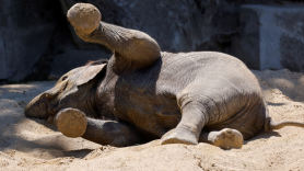 英동물원 코끼리 13마리 '집으로'…세계 첫 아프리카 돌려보낸다