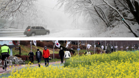 [포토타임]강원도는 눈, 남쪽은 꽃 천지...같은 땅 두 계절