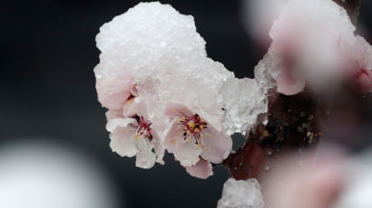 [포토버스] 춘분 앞두고 다시 겨울로 …솜이불 덮은 봄꽃