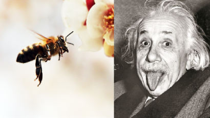 최근 '70억마리 꿀벌' 증발…이는 "4년내 인류 멸종" 경고다? [뉴스원샷]