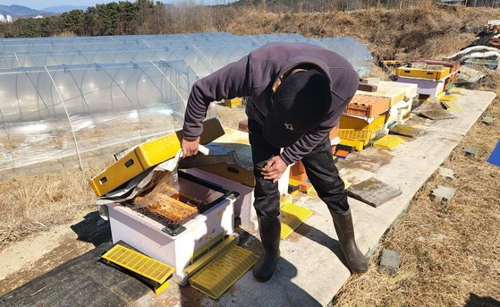 지난 2일 경북 성주군 성주읍 대황1리 한 양봉농장에서 농장주가 빈 벌통을 열어 확인하고 있다. 김정석 기자