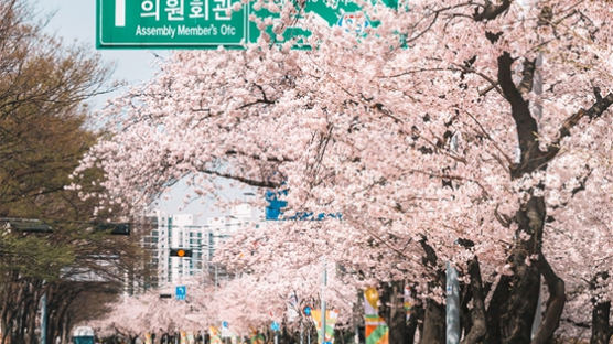 서울시 영등포구, 3년 만에 여의도 벚꽃길 연다