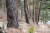 속초 청대산은 이름처럼 푸른 소나무가 많다. 2004년 산불 당시 그을린 상처를 여전히 간직하고 있는 소나무도 많다.