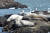 국립수산과학원 고래연구센터는 백령도 해역에 약 300마리의 점박이물범이 서식하고 있는 것으로 확인됐다고 28일 밝혔다. 사진은 백령도 바위에서 쉬고 있는 점박이물범 모습. 수산과학원=뉴시스