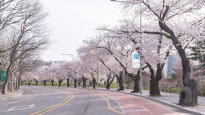 영등포구, 여의도 벚꽃길 이틀 늦게 연다…봄꽃 개화 맞춰 ‘4월 2일부터’