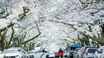 [사진] 오늘 전국에 벚꽃 적시는 봄비