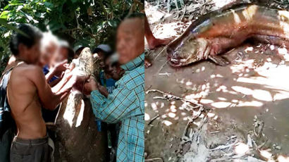 성인 6명이 끙끙 대며 잡았다…65kg '강의 괴물' 놀라운 정체