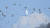 지난 27일 오후 경기도 연천군 민통선 지역에 나타난 ‘노랑부리저어새(흰색)’. 이석우씨