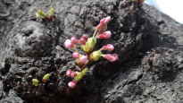 [포토버스] '코로나 시대' 3번째 봄…우리동네 꽃동네, 집집마다 벚꽃 스팟