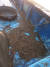 지난달 말 신곡수중보 인근 고양시 한강에 설치한 실뱀장어 그물에 걸려 나온 ‘괴생물체’. 행주어촌계