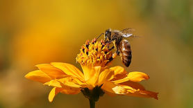 78만 마리 아니다...78억 마리 꿀벌 폐사, 지난 겨울 무슨 일?