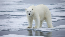 북극 덮친 플라스틱 쓰레기…해빙과 심해 퇴적물까지 오염시켜
