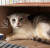 지난해 국민대에서 포획된 길고양이 '소소'의 모습. 동아리 '국민대고양이추어오'의 도움을 받아 구내염 치료를 받았다고 한다. [인스타그램 캡처]