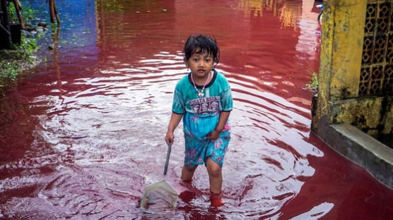 발리섬, 핏빛으로 물들었다…발칵 뒤집힌 인도네시아 무슨일