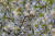 제주시 봉개동에 피어 있는 제주 왕벚나무. 우리나라 자생종인 왕벚나무는 제주도와 해남 일부 지역에서 자라고 있다. [출처 왕벚프로젝트2050 제공]