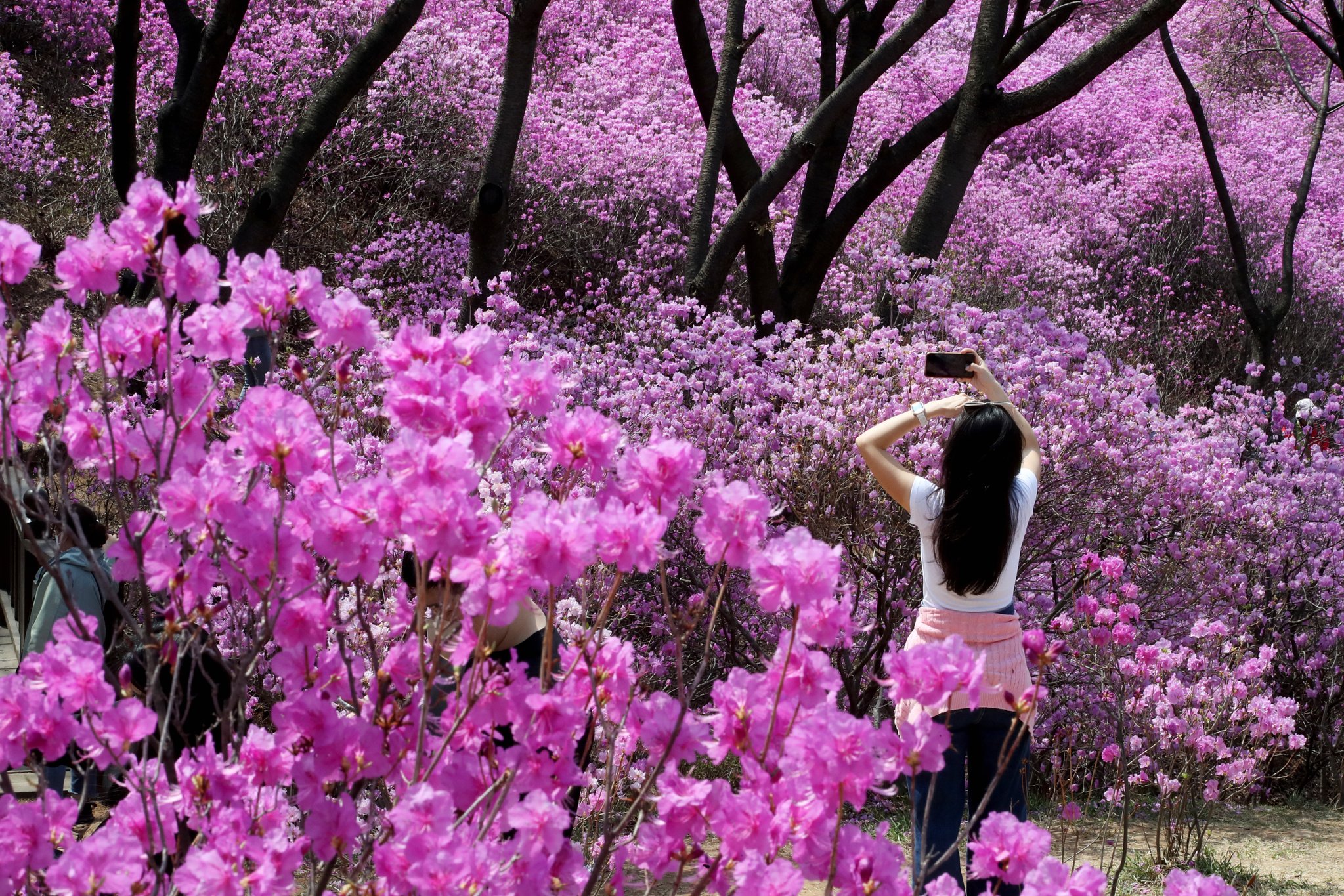 10일 경기 부천시 춘의동 진달래 동산 [뉴스1]