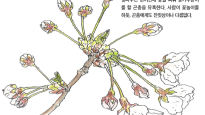 [소년중앙] “봄나들이 준비 됐나요” 한꺼번에 만개한 벚꽃