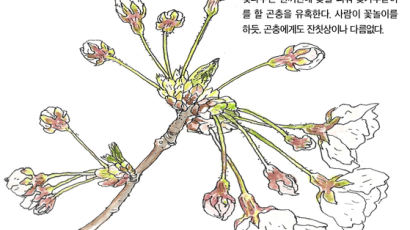 [소년중앙] “봄나들이 준비 됐나요” 한꺼번에 만개한 벚꽃
