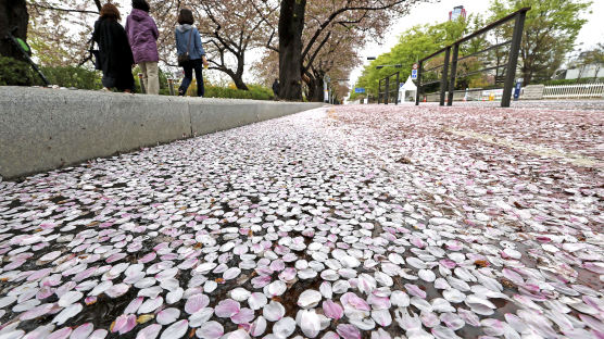 [포토타임] 꽃길만 걸으세요... 오전부터 내린 비에 벚꽃 엔딩 