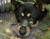 제주도 한 유기견 보호소 근처에서 강아지 한 마리가 앞발은 등 뒤로 결박되고 잎이 노끈으로 묶인 채 발견됐다. [인스타그램 캡처]