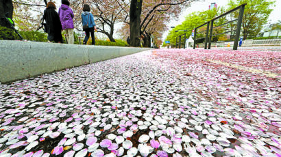 [한 컷] 벚꽃 엔딩…꽃길로 변한 윤중로