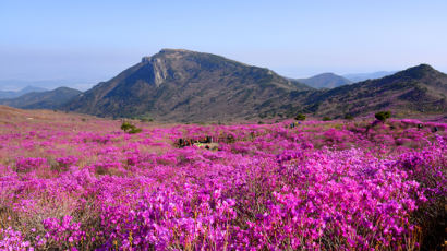 달성군 비슬산 참꽃, 이제 유튜브로 감상하세요