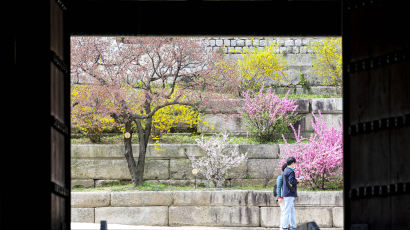 [포토버스]봄꽃 구경은 고궁으로…향기로 가득한 서울 '꽃 대궐'
