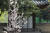 큰 피자두나무 뒤에 심어져 있는 어린 피자두나무. 김경록 기자