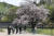 12일 창덕궁 낙선재 앞에 있는 피자두나무 모습. 김경록 기자