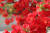 명자나무 꽃잎. 이 나무는 4월에 붉은 잎이 피며 열매는 7~8월에 익는다. 김경록 기자