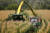 우크라이나 사태가 일으킨 ‘콘(corn) 플레이션(옥수수+인플레이션)’이 무서운 기세로 물가를 자극하고 있다. 사진은 프랑스의 한 옥수수 농장의 모습. 로이터=연합뉴스