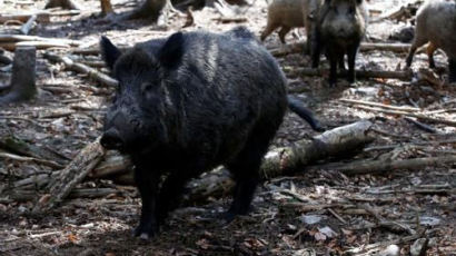 독일 야생공원 러시아 혈통 검정 돼지 ‘푸틴’ 이름 버렸다