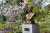 천리포수목원이 설립자 민병갈 박사 20주기를 맞아 추모정원을 새단장했다. 그가 아꼈던 목련과 호랑가시나무 위주로 정원을 꾸몄다.