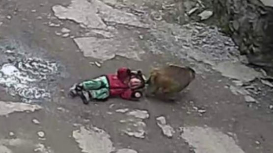세살배기 머리채 잡고 질질…CCTV 속 납치범은 원숭이었다