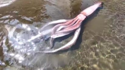 심해 사는 3m 대왕오징어가 왜...日 해안가서 산 채로 발견