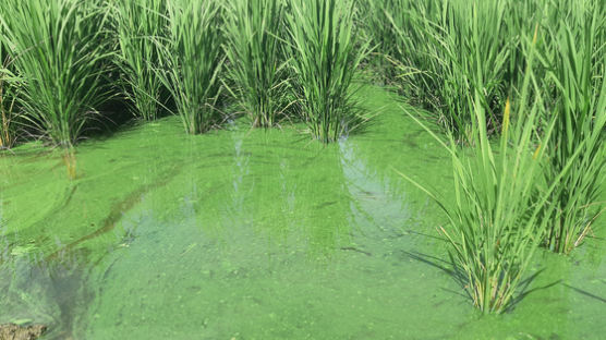 "녹조 물로 재배한 쌀에 독소 축적"…스리랑카 실험에서 확인