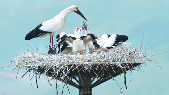[사진] 자연번식으로 태어난 황새 다섯마리